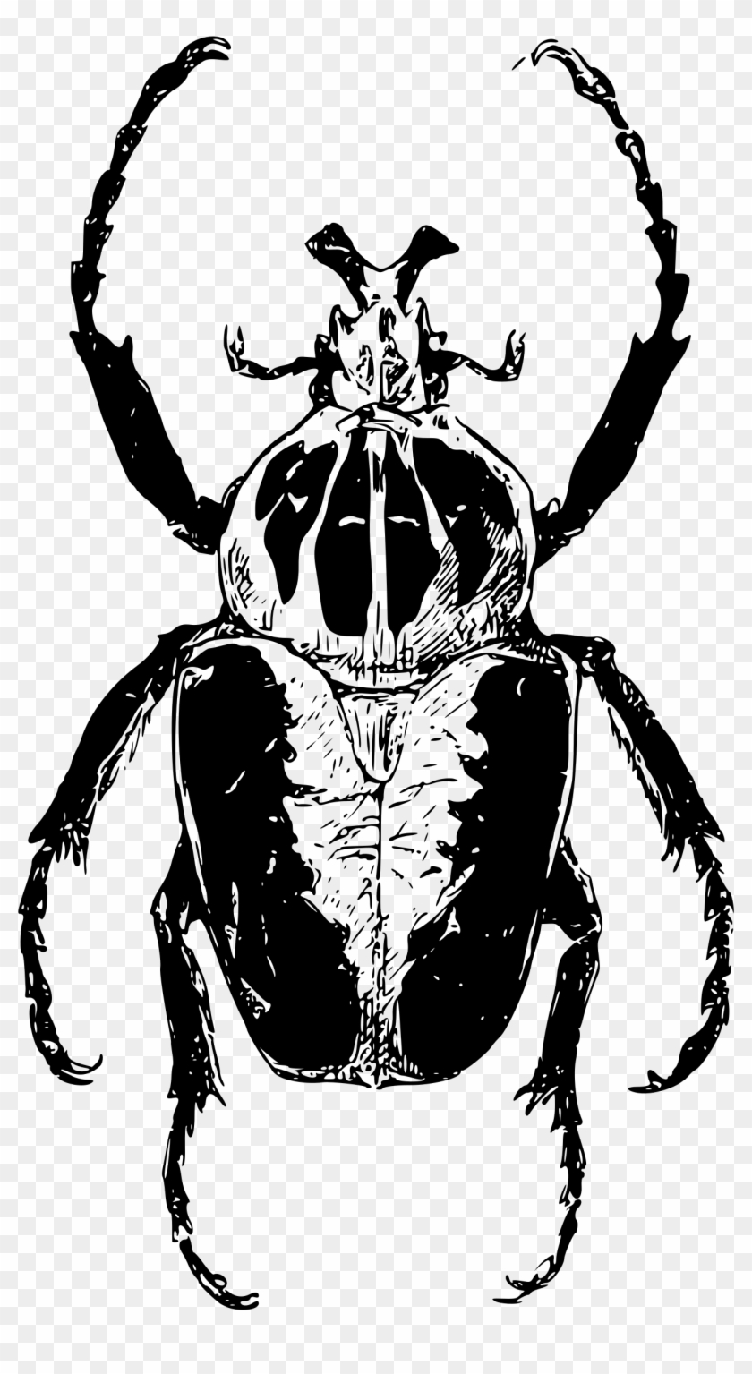 Atlas Beetle - Atlas Beetle Png #852452