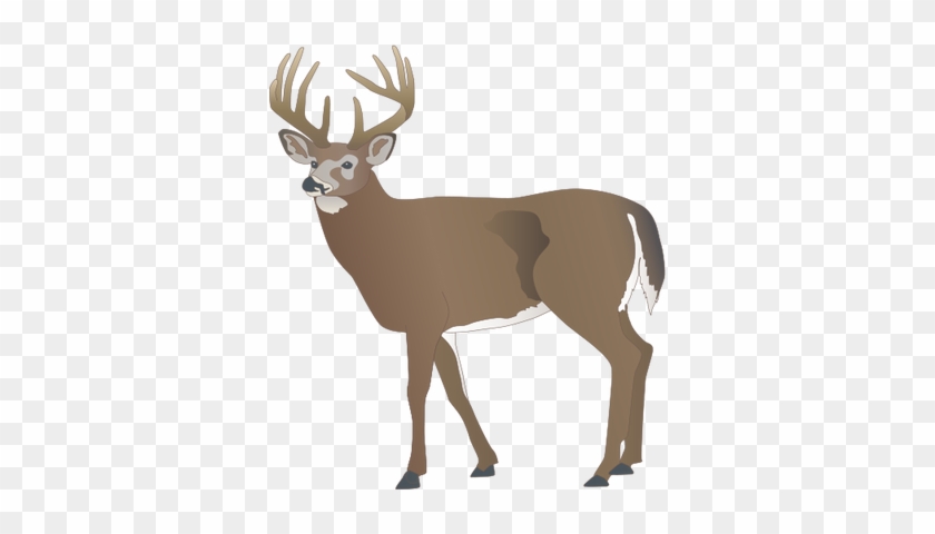 Drawn Stag White Tailed Deer - White Tailed Deer Icon #852488