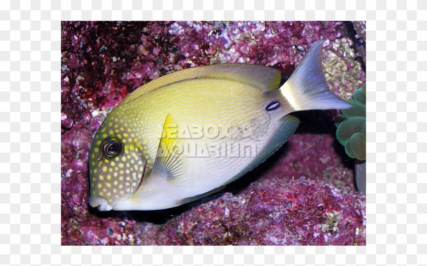 Acanthurus Maculiceps - Gulf Flounder #852507