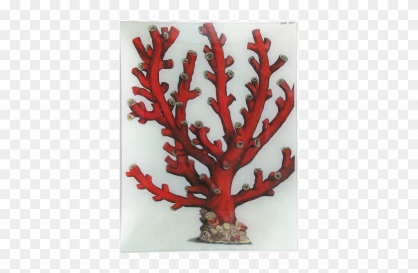 Red Branch Sea Coral - Art Print Coral Reef #852516