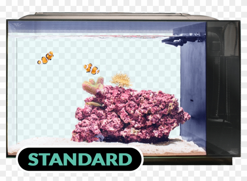 Biota Aquarium Tank Standard - Aquarium #852518