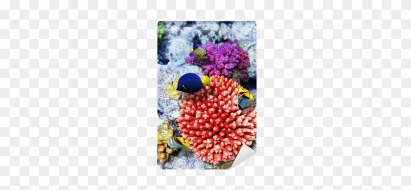 Coral And Fish In The Red Sea - Bead #852535