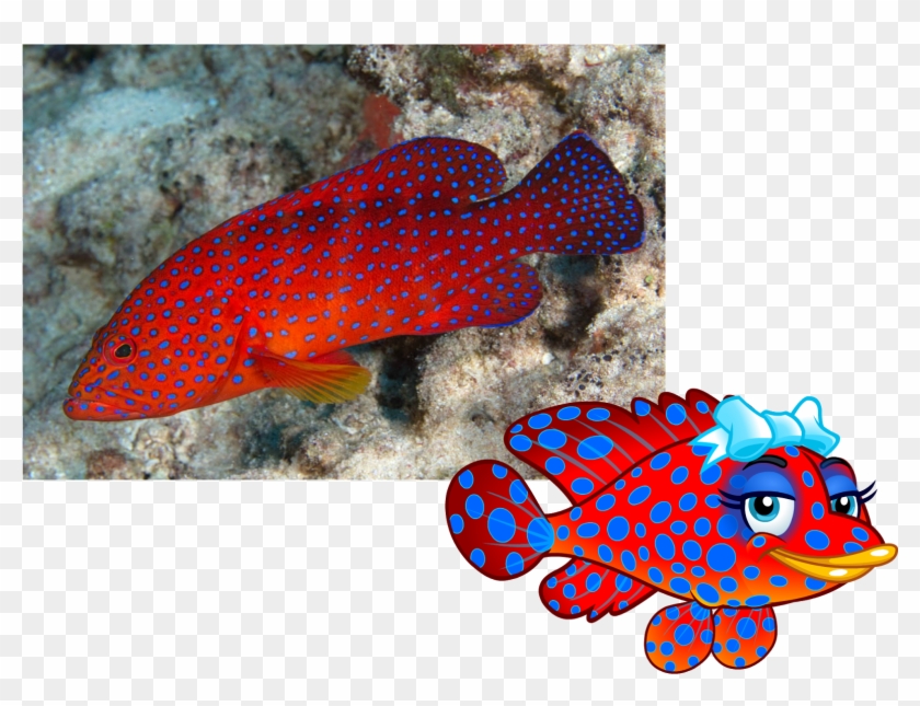 Captain Mcfinn Meanfish Design - Grouper Fish Red #852542