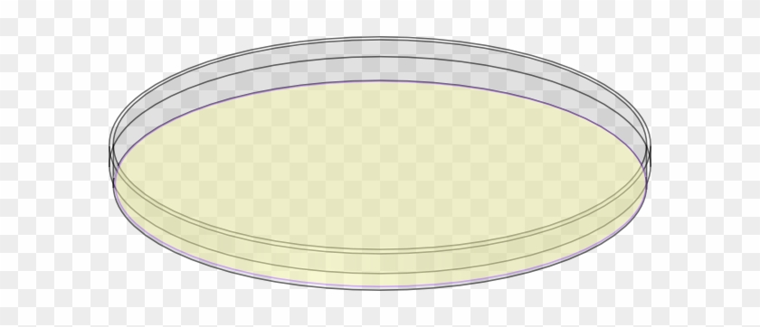 Petri Dish With Agar Drawing #852596