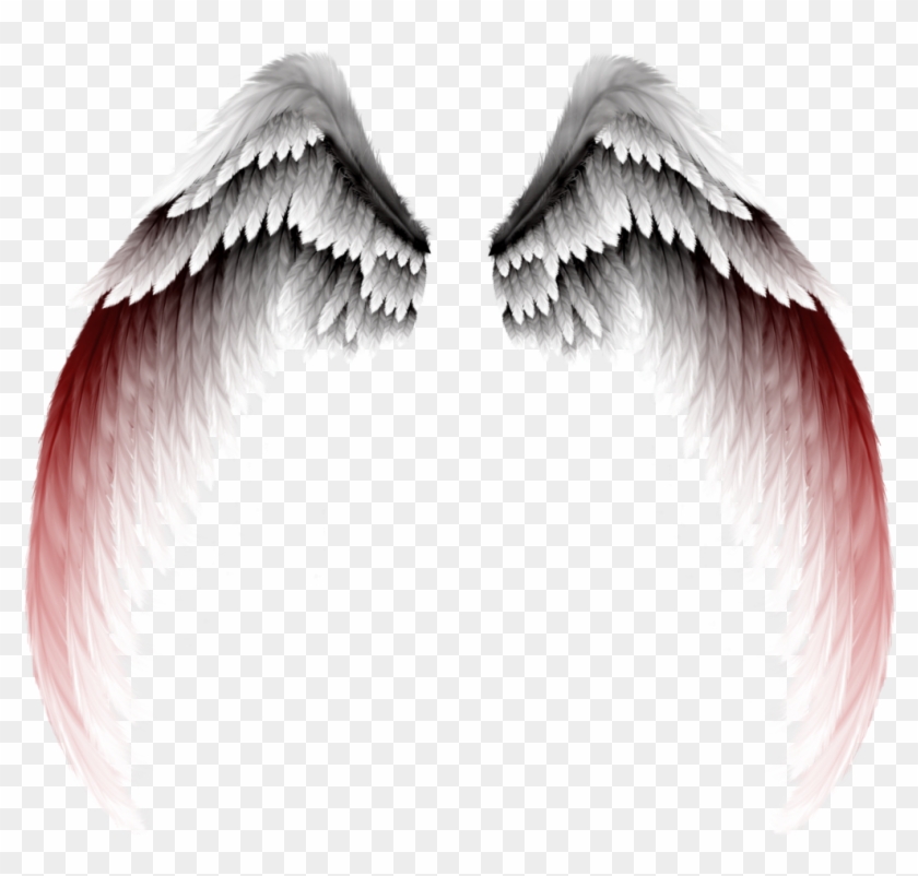 Photography Clip Art - Wings Png #852627