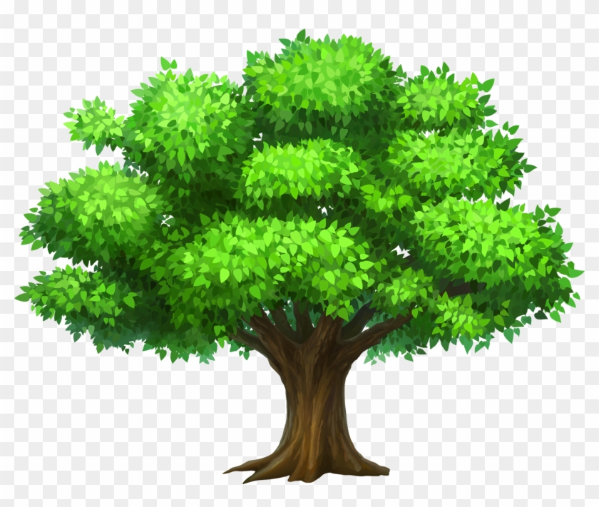 Tall Oak Tree Clipart Png - Tree Clipart Png #852790