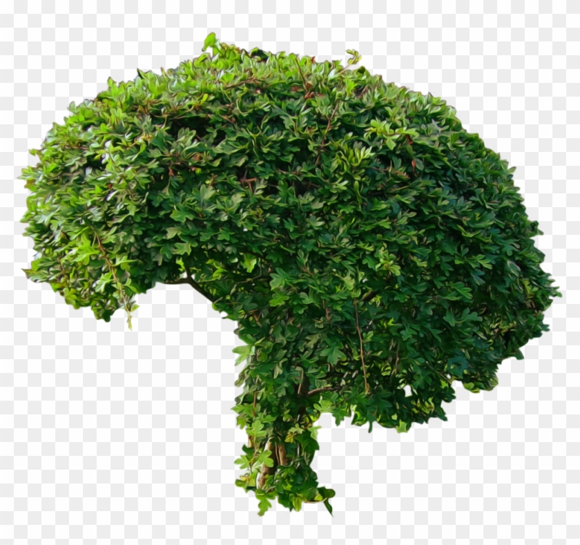 Shrub Clipart Tall Tree - Kale White Background #852798