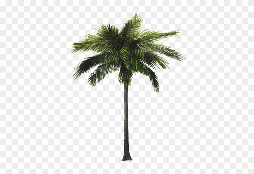 Palm Trees #852799