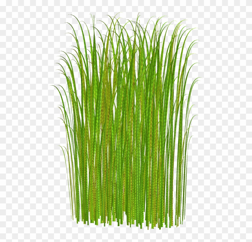 Ornamental Grass Clipart Clipground Green Plant Clip - Grass Png #852832