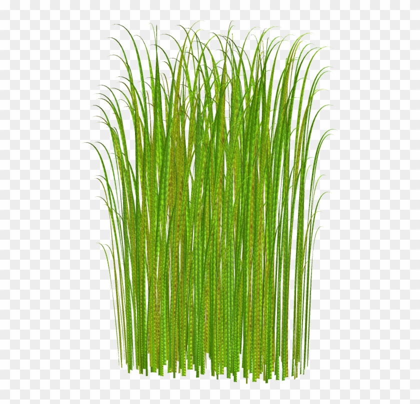 Ornamental Grass Clipart Clipground Green Plant Clip - Grass Png #852832