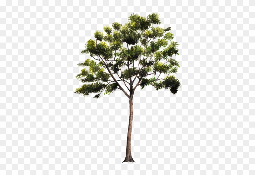 Www - Biodiversidad - Gob - Mx - Arbol De Caoba Png #853710