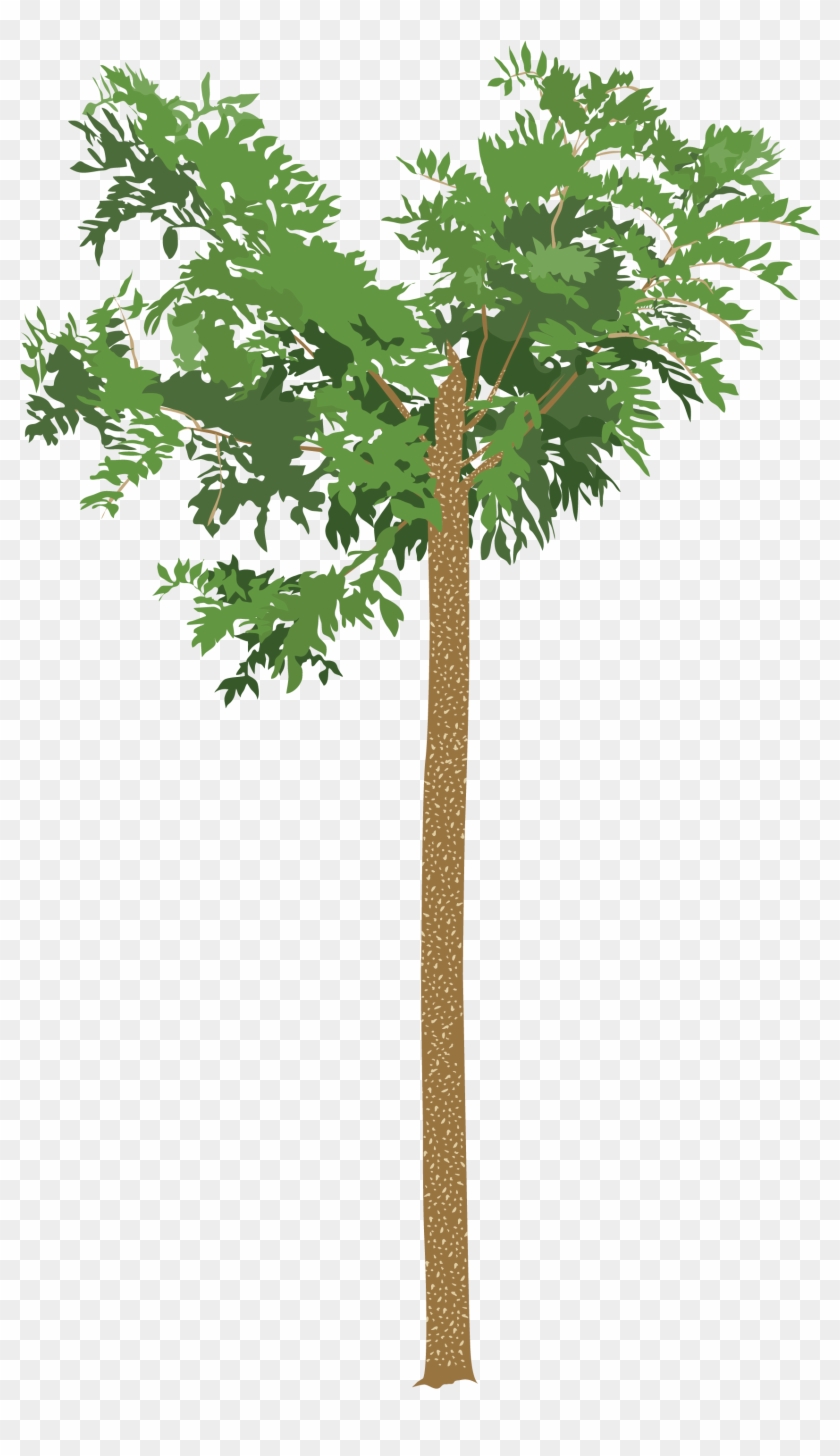Dibujo Árbol De Madreado En Crecimiento - Växter I Kruka #853717