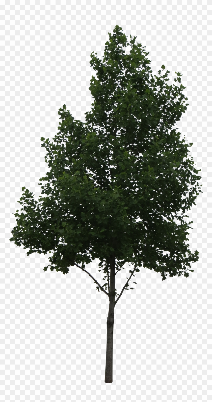 Árbol Perenne - Oak Tree Png #853799