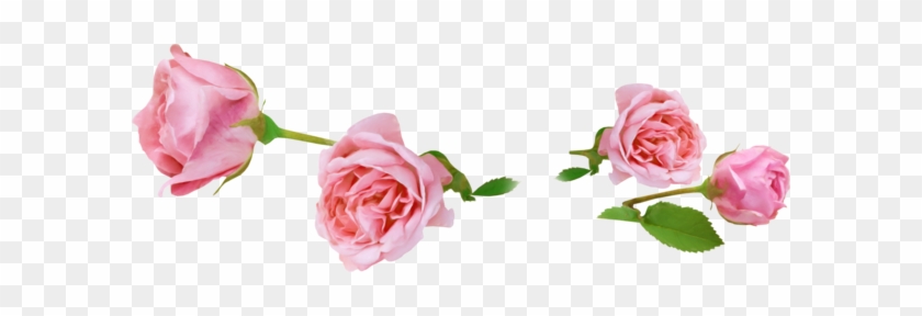 Net 03 17 - Rose Rose Png #854196