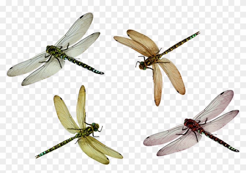 سكرابز حشرات Dragonfly Png24 - Flying Dragonfly Png #854325