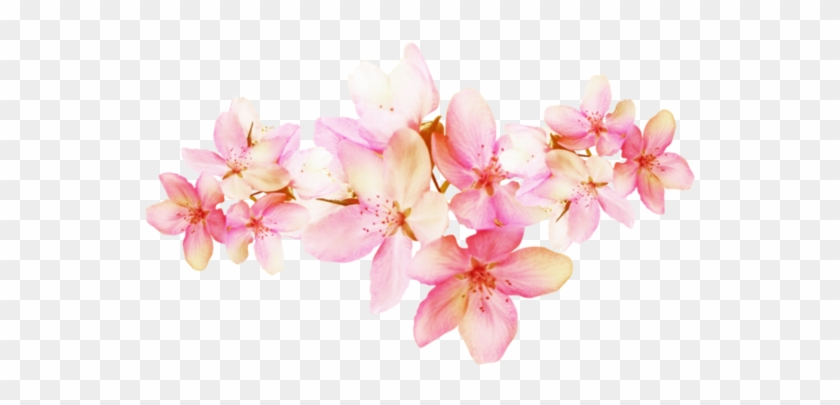 هنا - Cherry Blossom #854365