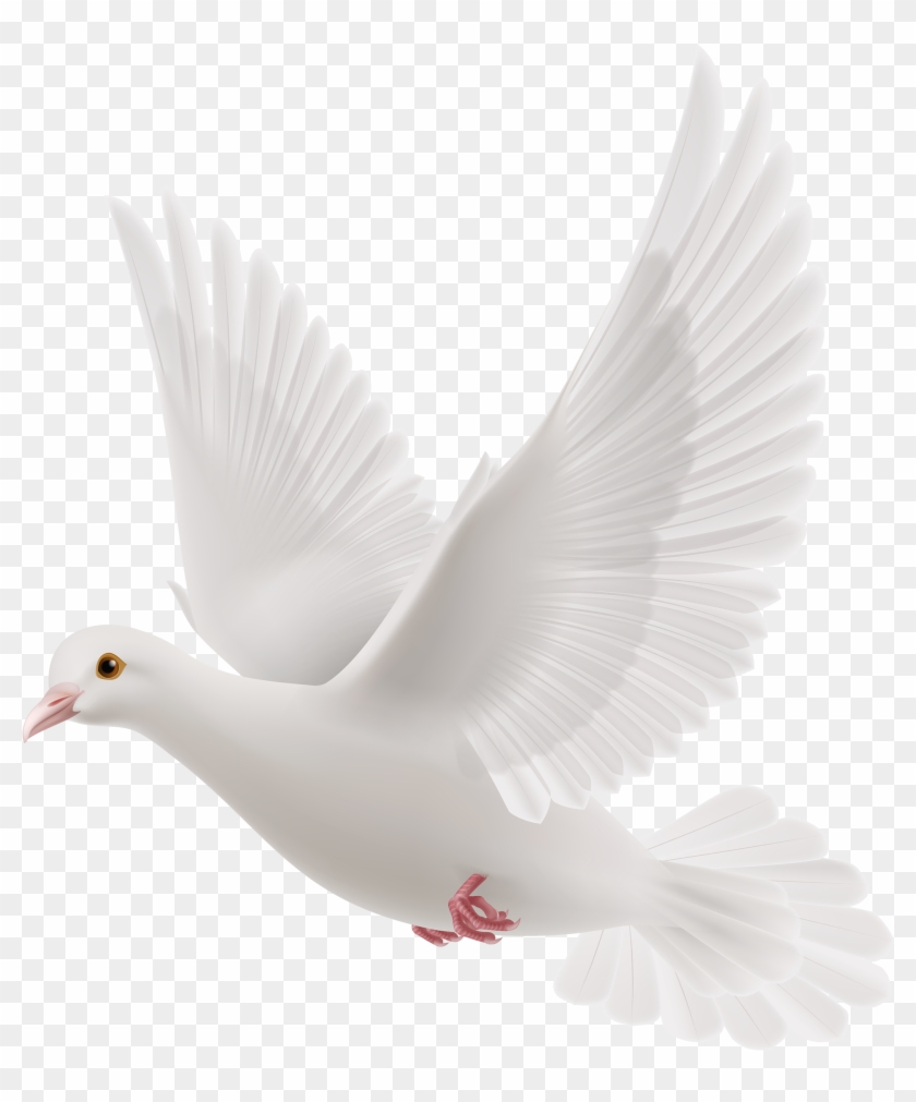 White Dove Png Clipart Best Web Clipart Rh Clipartpng - Pigeon Carrying Letter #855093