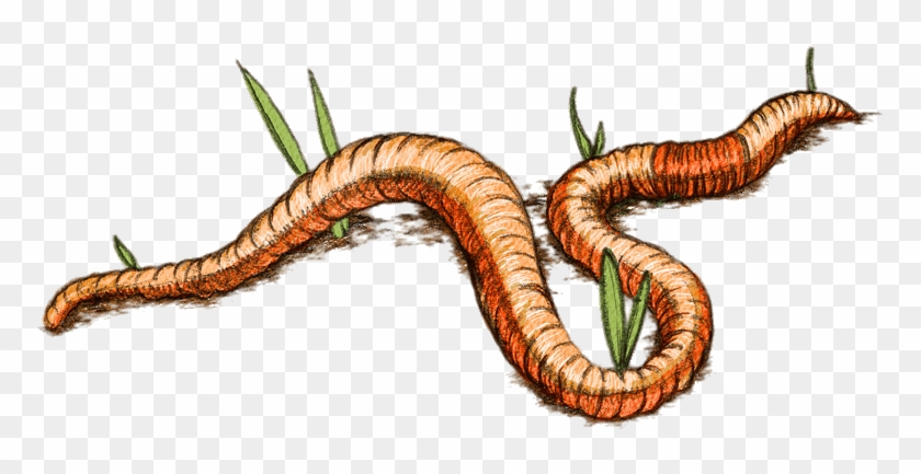 Earth Worm Drawing Download In Png Format - Worms #855175