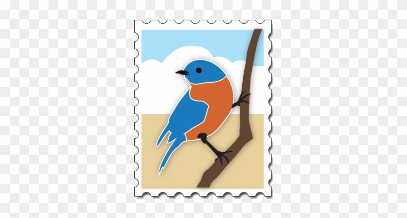 Mountain Bluebird #856033