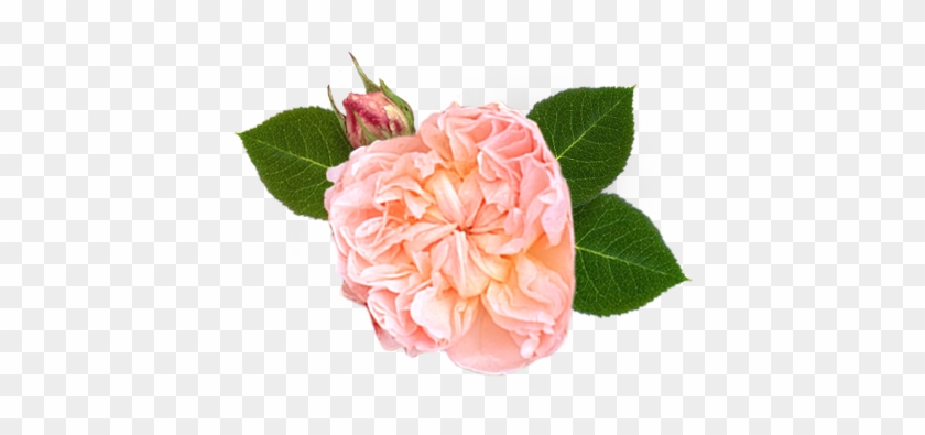 Evelyn Rose® - Garden Roses #856358
