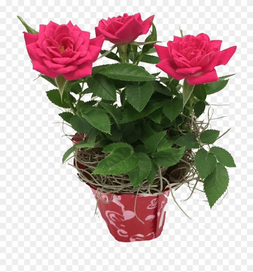 Mini Rose - Garden Roses #856365