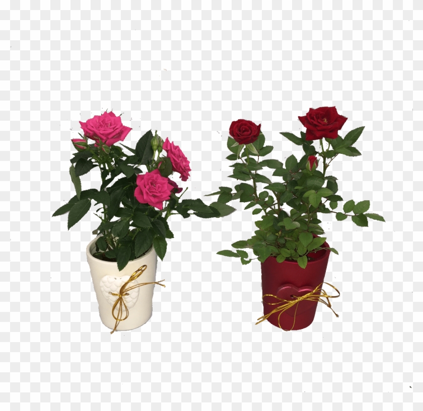 Mini Rose - Mini Roses Png #856389