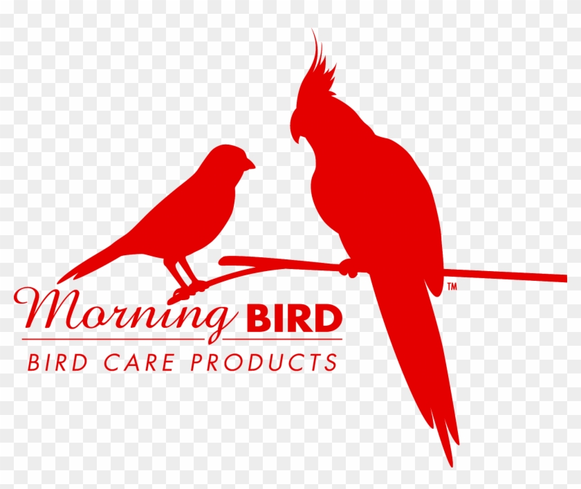 Morning Bird #856640