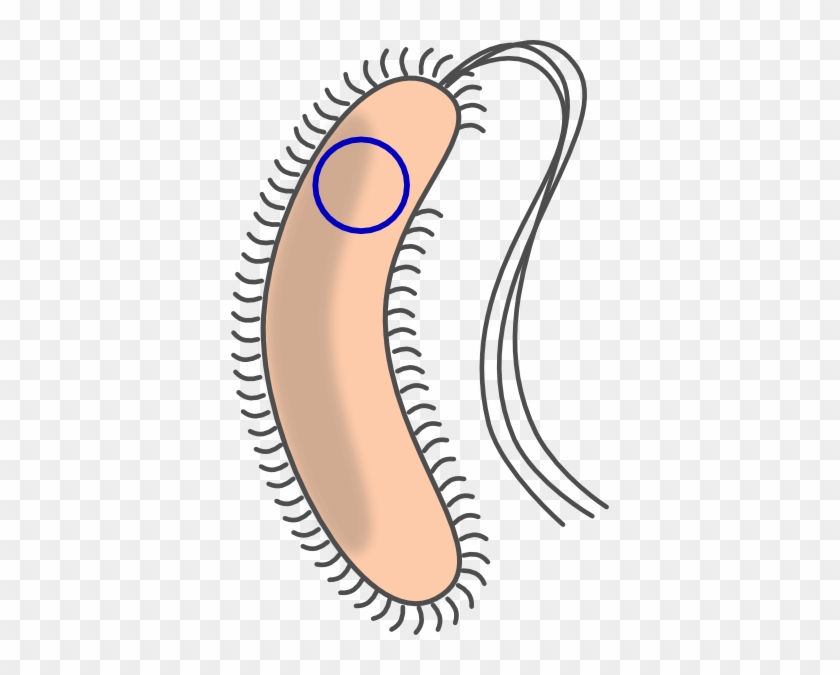 Transformed Bacteria With Flagellum Clip Art At Clker - Unicellular Organism Clipart #856723