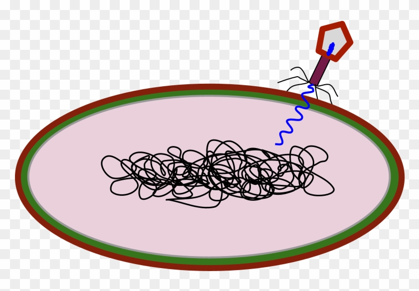 A Virus Can Also Use The Lysogenic Cycle To Reproduce - A Virus Can Also Use The Lysogenic Cycle To Reproduce #856799