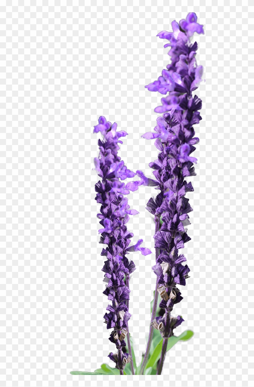 Lavender Flower Clip Art Free - Free Lavender Png #856801