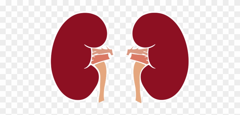 Alcohol Affects The Ability Of Your Kidneys To Do This - Alcohol Affects The Ability Of Your Kidneys To Do This #856865