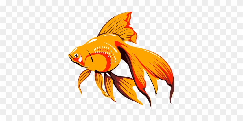 Fish Outline Drawing Goldfish Drawing Gallery Tropical - Golden Fish Clipart #856950