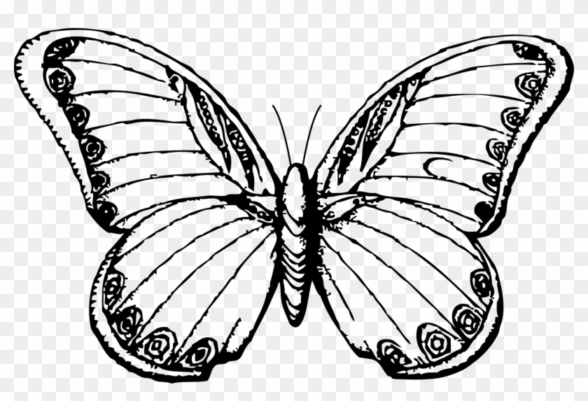 Butterflies Coloring Lovers - Line Drawing Of Butterfly #857248