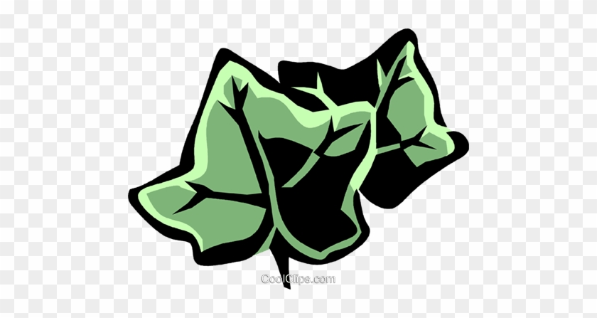 English Ivy Royalty Free Vector Clip Art Illustration - English Ivy Royalty Free Vector Clip Art Illustration #857269