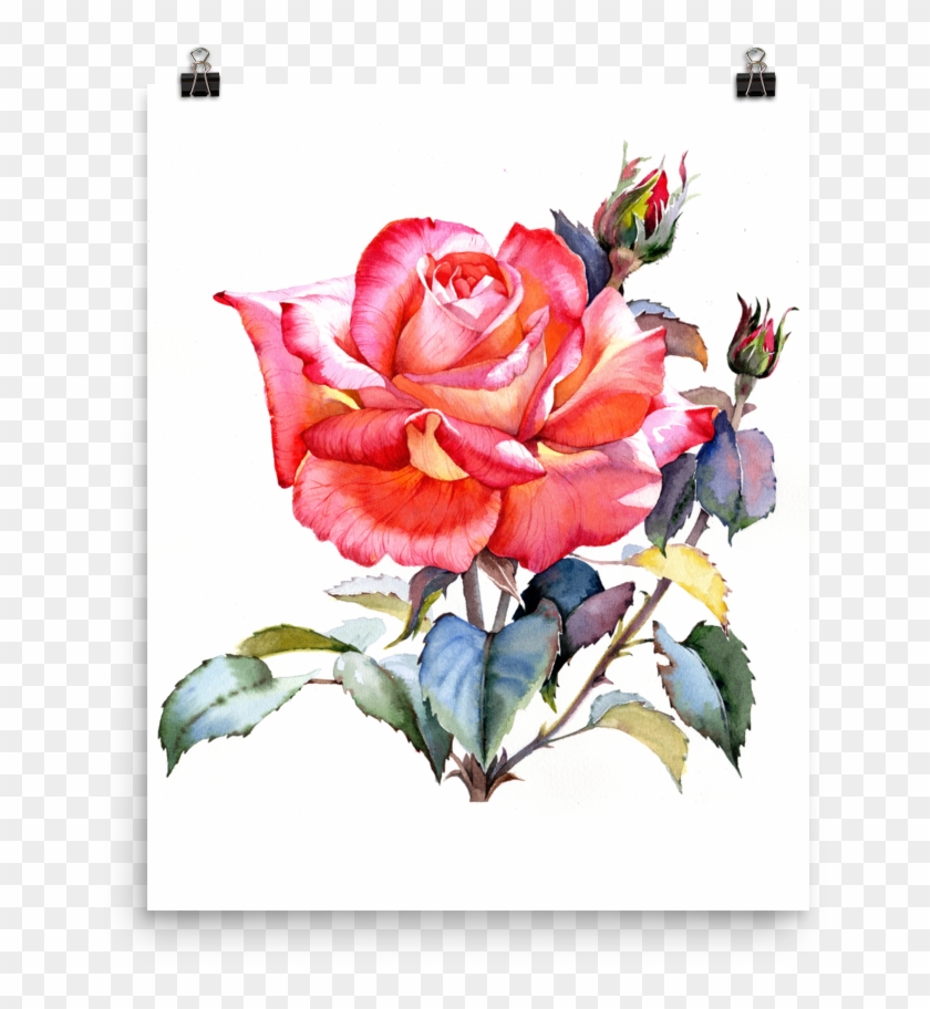 Bright And Floral Rose Watercolour Print Matte Poster - Rose Art Watercolor #857391