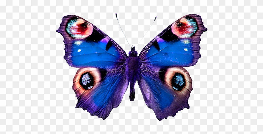 Las Mariposas Obtienen Sus Colores De Dos Fuentes Diferentes - Peacock Butterfly #857950