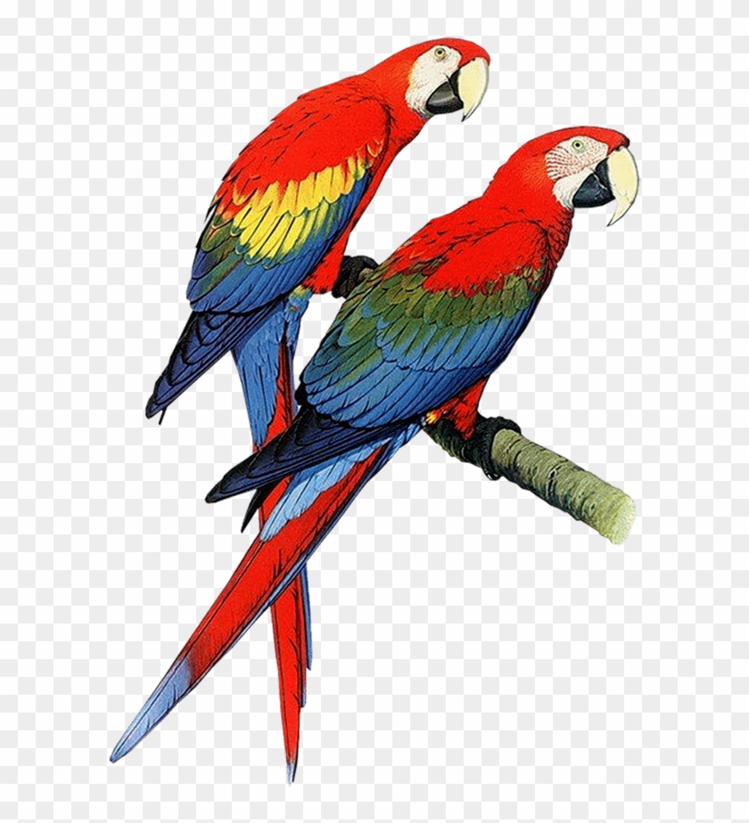 Parrot Bird Clip Art Clipart Free Download - Hardcover: Parrots Of The World By Forshaw Joseph M #857951