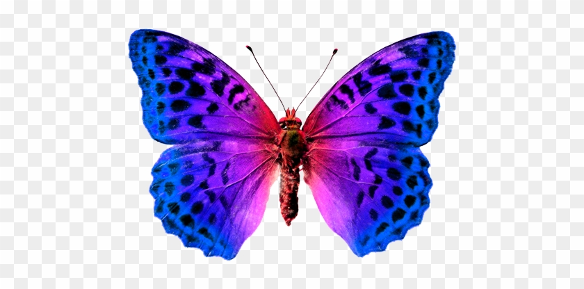Las Mariposas Obtienen Sus Colores De Dos Fuentes Diferentes - Mariposa -  Free Transparent PNG Clipart Images Download