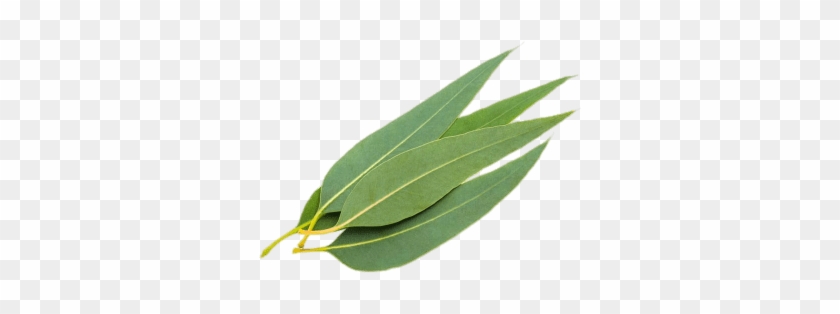 Eucalyptus Leaves #859403