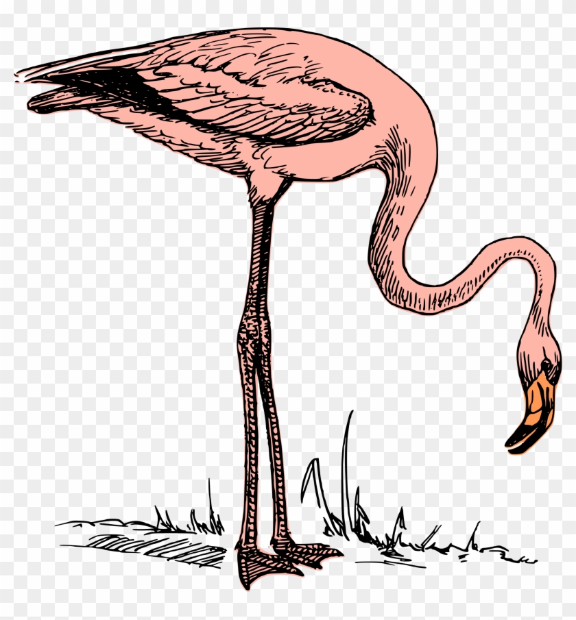 Flamingo - Flamingo Clip Art #859761