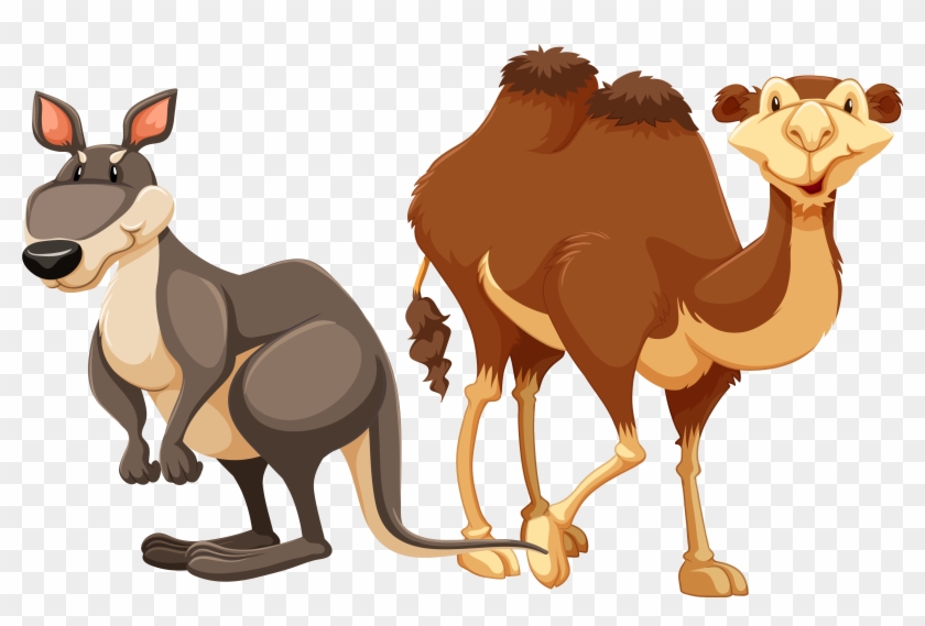 Camel Stock Photography Illustration - Camel Stock Photography Illustration #860561