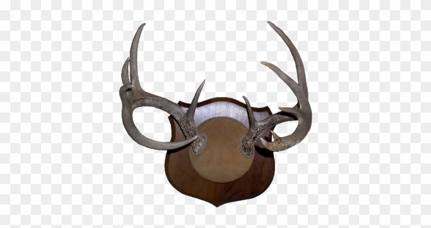 Sharp-lookin' Deer Antler Mount - Horn #860563
