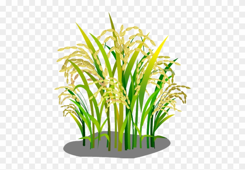 Oryza Sativa Rice Google Images Download - Logo Bông Lúa Vàng #860686