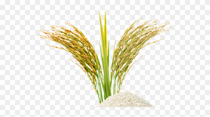 Rice Grain Clipart Png - Leite De Arroz Em Pó 200gr #860689