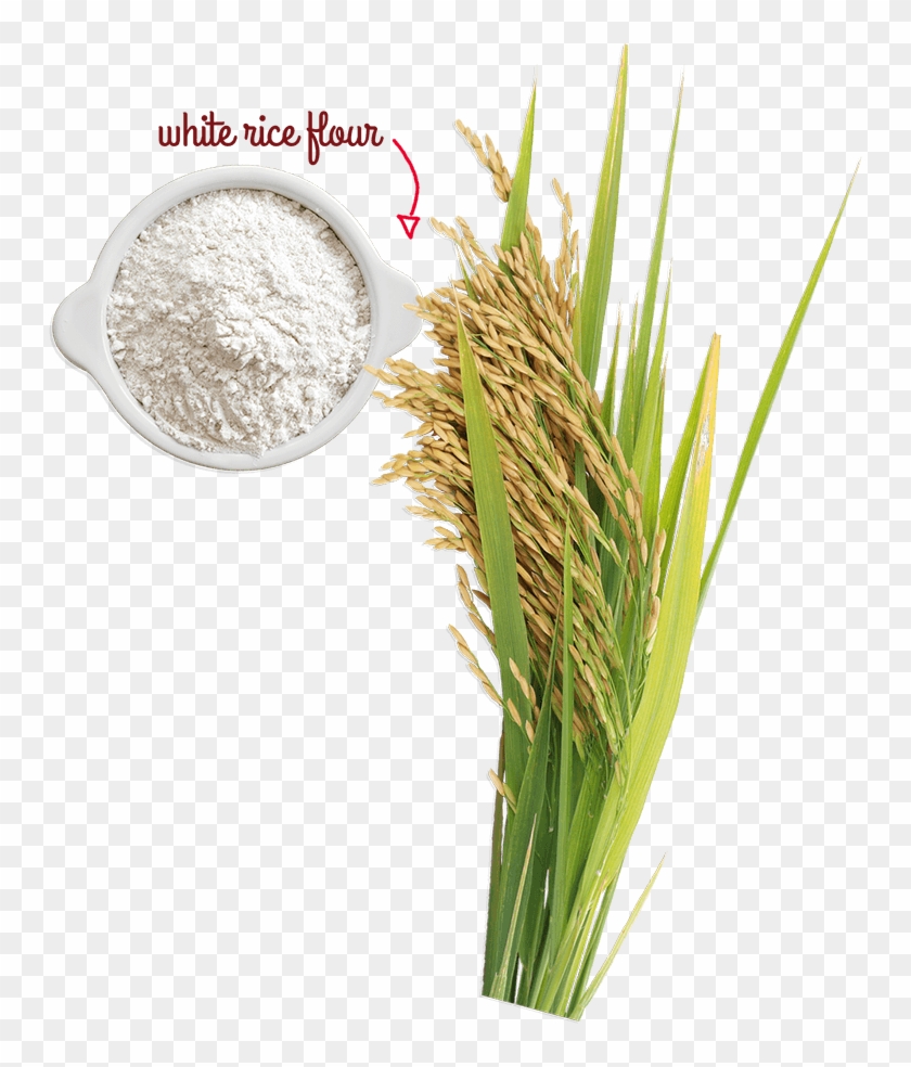 A Naturally Gluten-free Grain - Rice Flour Grain Grass #860691