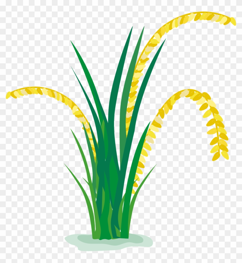 Rice Paddy Field Cartoon - Rice Field Clipart Png #860693
