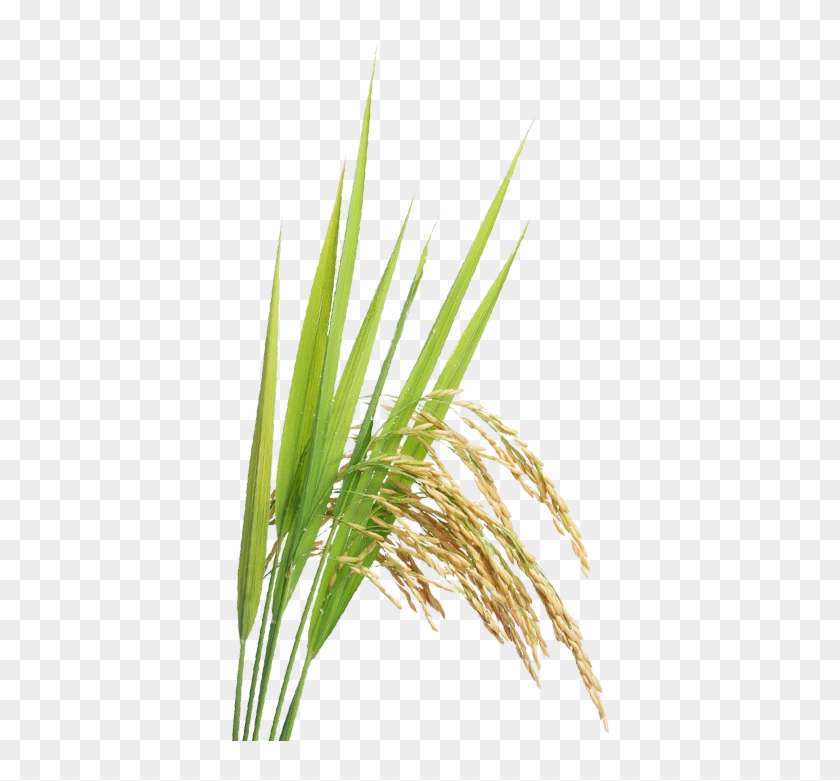 Rice - Rice Crop Png #860695