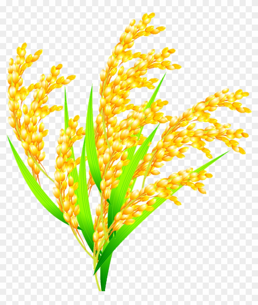 Rice Euclidean Vector Oryza Sativa - Oryza Sativa Plant Png #860707