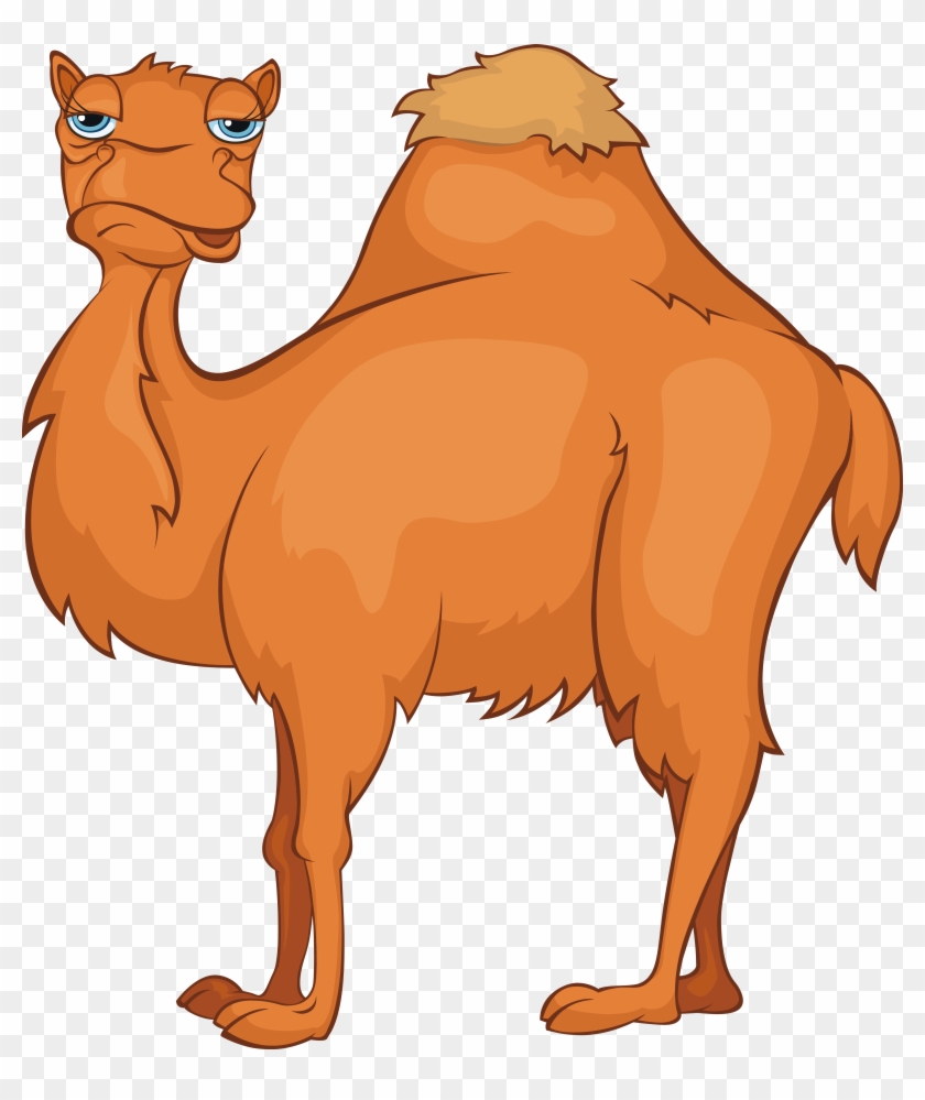 Camel Cartoon Stock Photography Stock Illustration - อูฐ การ์ตูน น่า รัก #860715