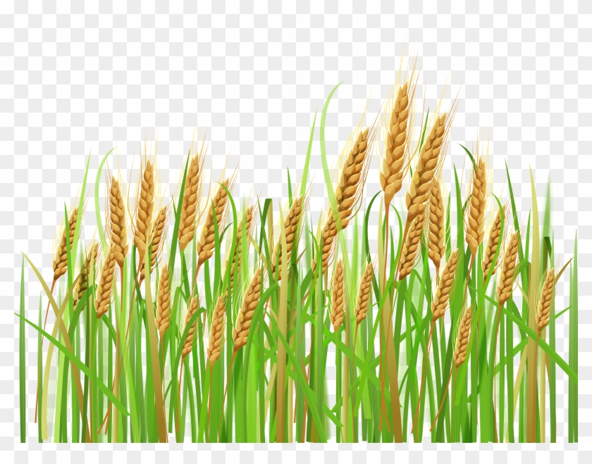 Feilds Clipart Crop Field - Wheat Plant Png #860743